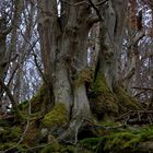 Wildwuchs im Wald