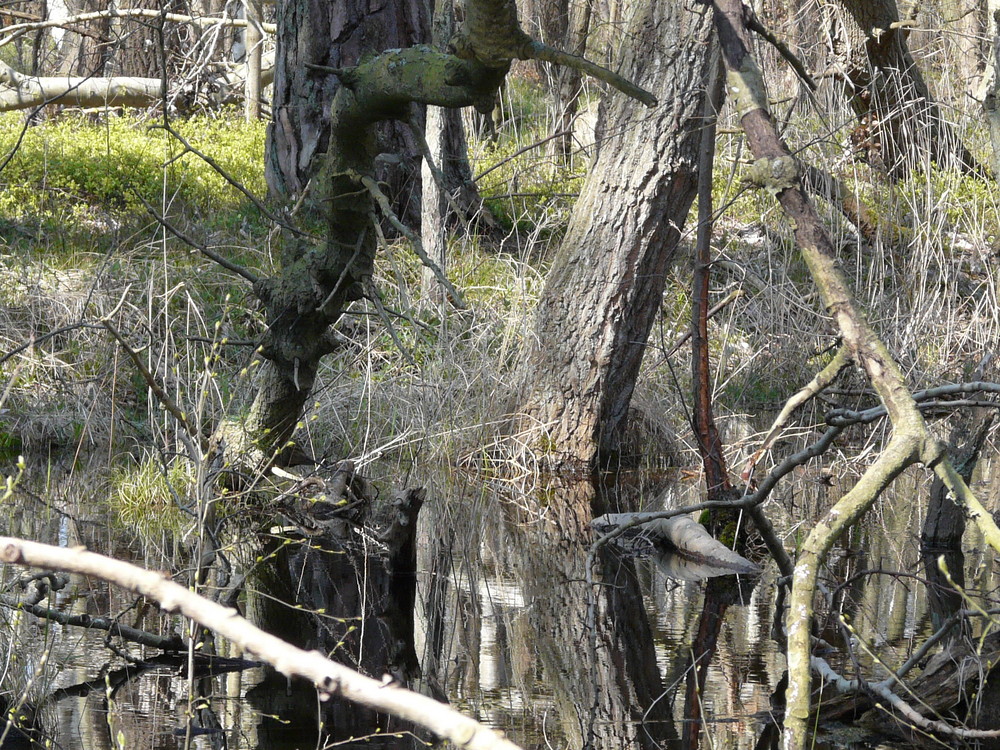 Wildwuchs mit nassen Füßen