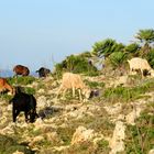 Wildziegen in Mallorca