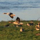 Wilgänse am Rhein bei Nimwegen NL