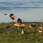 Wilgänse am Rhein bei Nimwegen NL