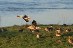 Wilgänse am Rhein bei Nimwegen NL