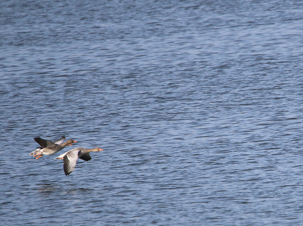 Wilgänse entern den Grimnitzsee