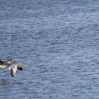 Wilgänse entern den Grimnitzsee