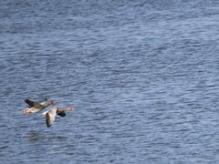 Wilgänse entern den Grimnitzsee