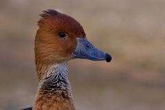 Wilhelma - Ente