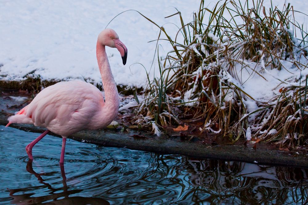 Wilhelma - Flamingo