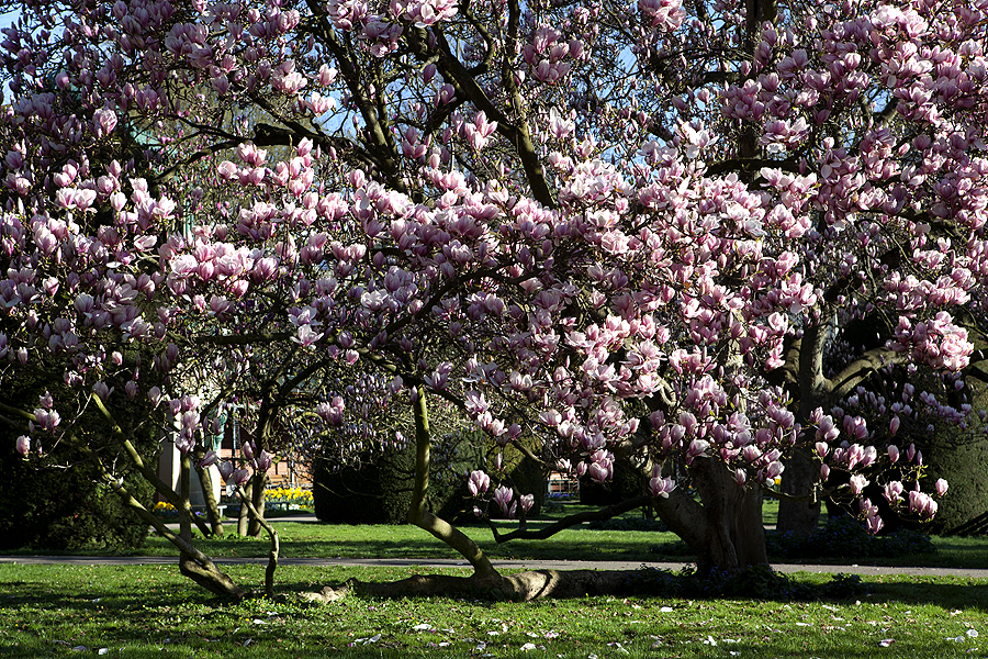 ~ wilhelma magnolienblüte 2011- I ~