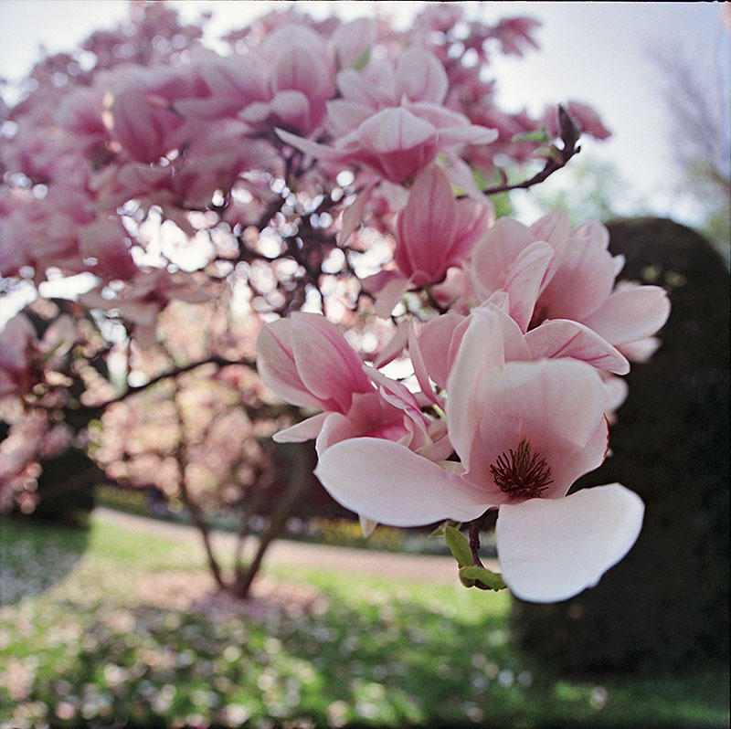 Wilhelma Magnolienblüte