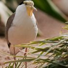 Wilhelma - Masken- oder Soldatenkiebitz