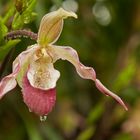 Wilhelma - Orchidee