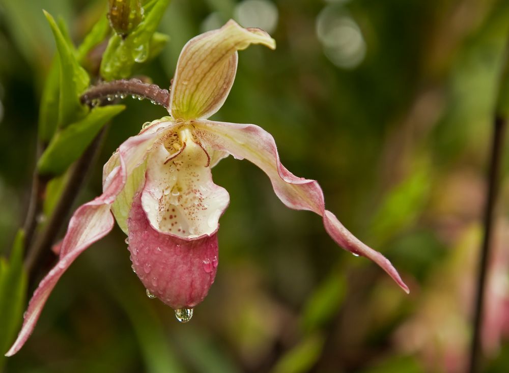 Wilhelma - Orchidee