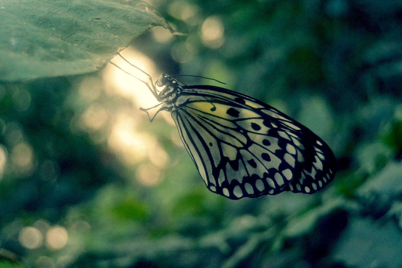 Wilhelma-Schmetterling