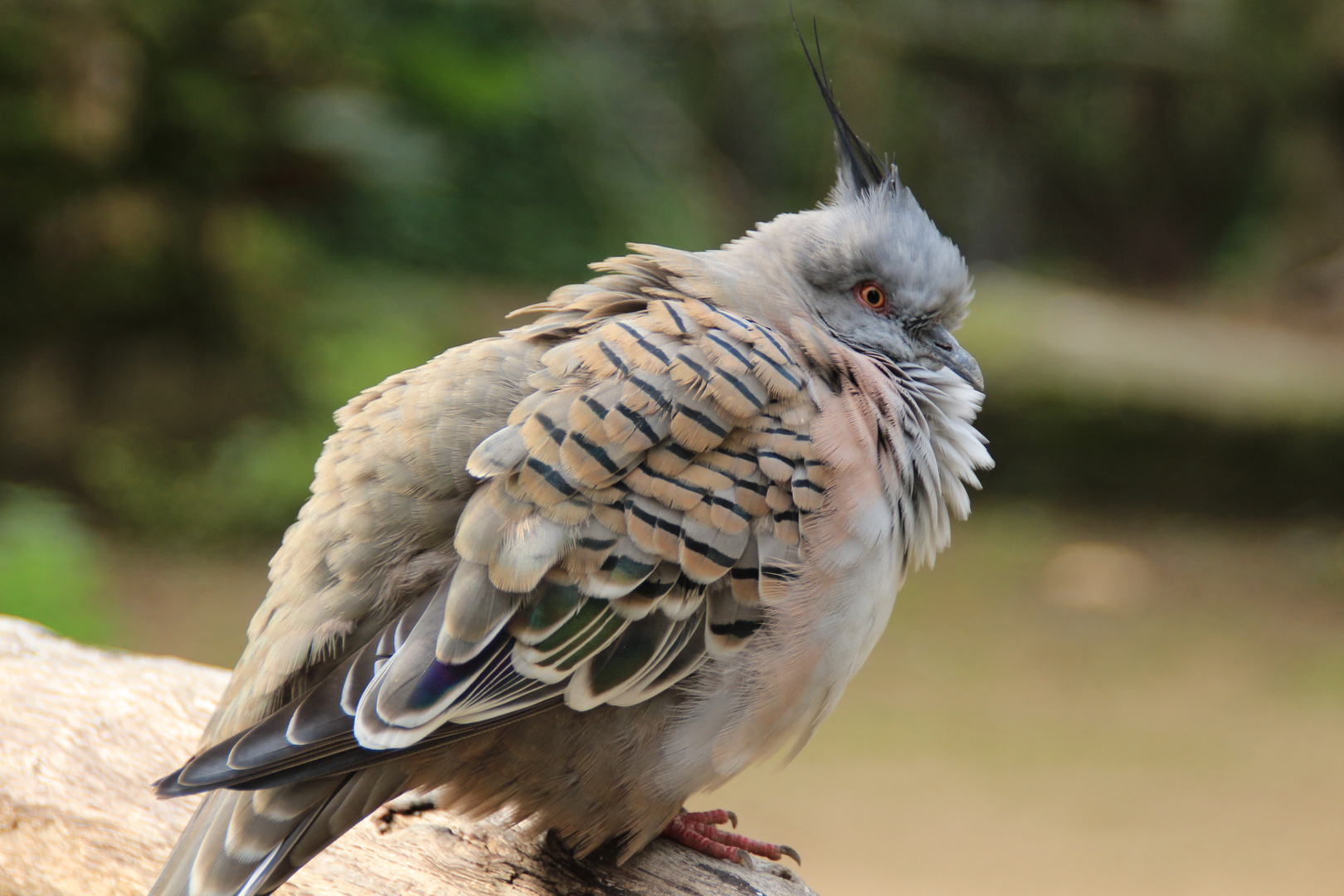 Wilhelma Stuttgart