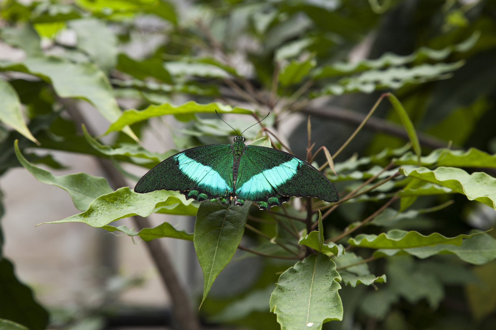 Wilhelma Stuttgart 20.06.2015