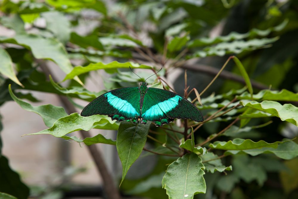 Wilhelma Stuttgart 20.06.2015