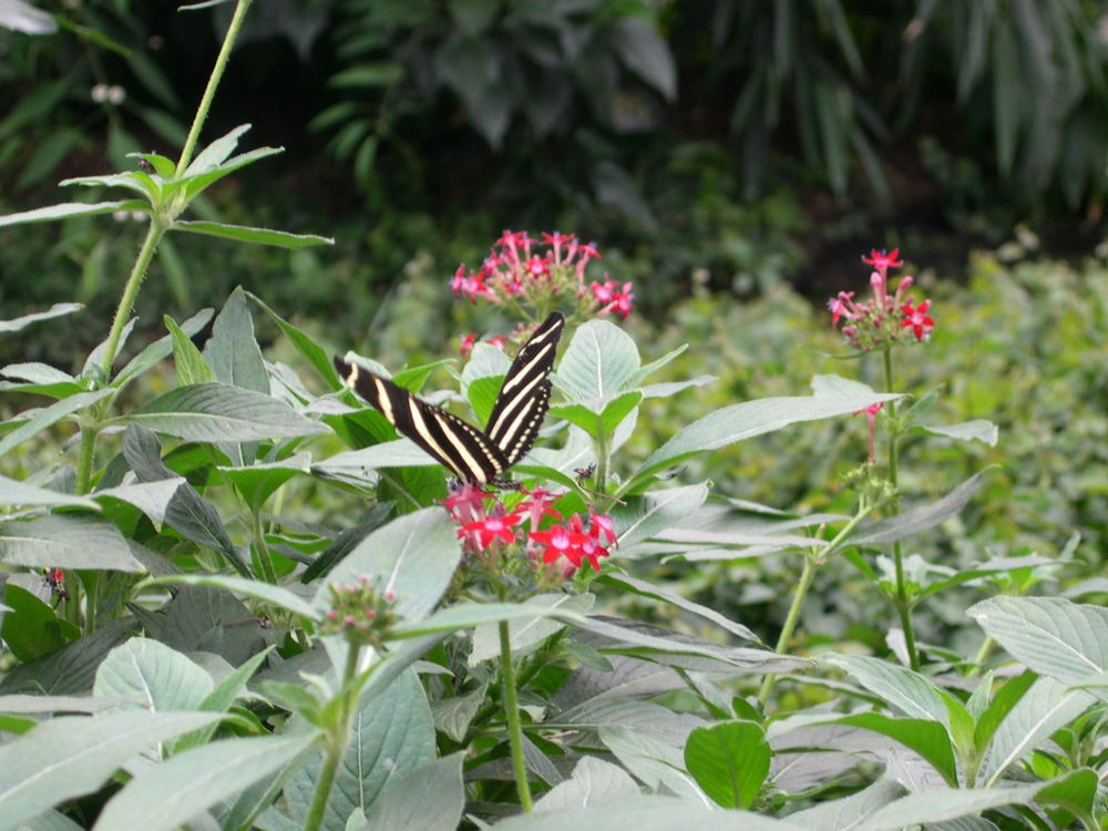 wilhelma stuttgart