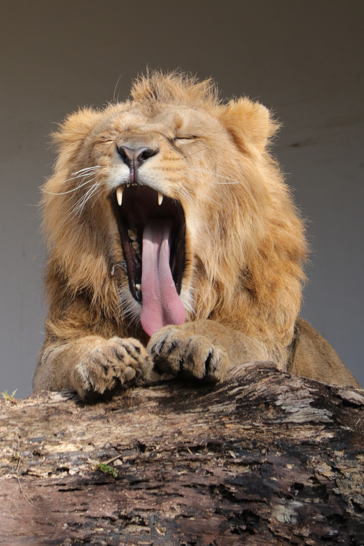 Wilhelma Stuttgart Foto & Bild tiere, zoo, wildpark & falknerei