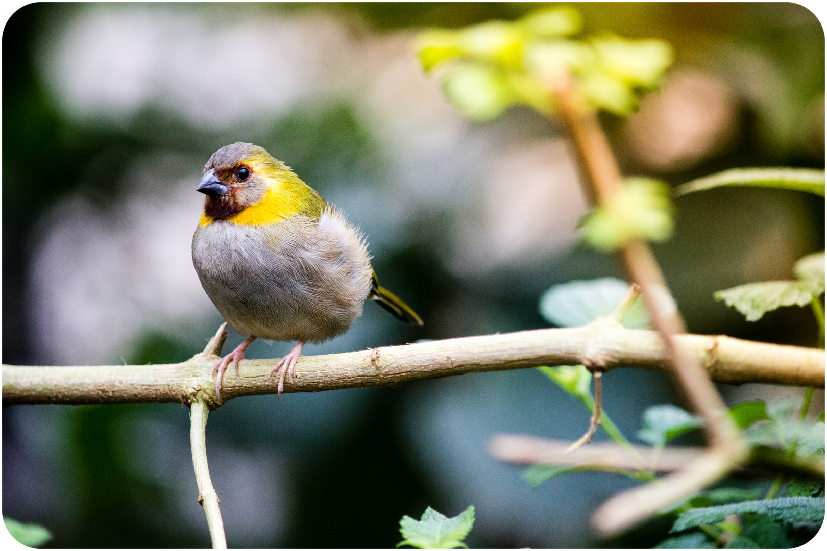 Wilhelma Stuttgart - Bird