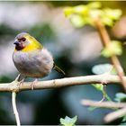 Wilhelma Stuttgart - Bird