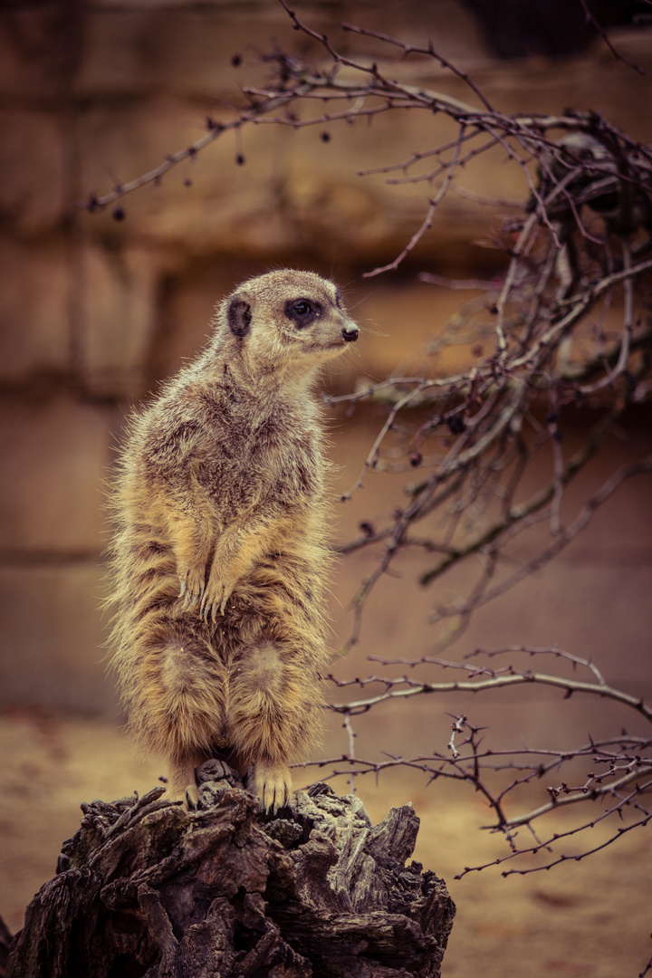 Wilhelma Stuttgart - Erdmännchen