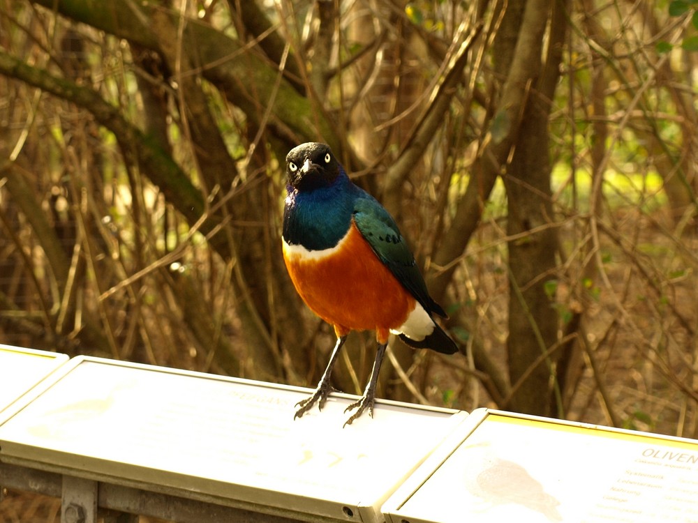 Wilhelma Stuttgart - grimmiger Vogel