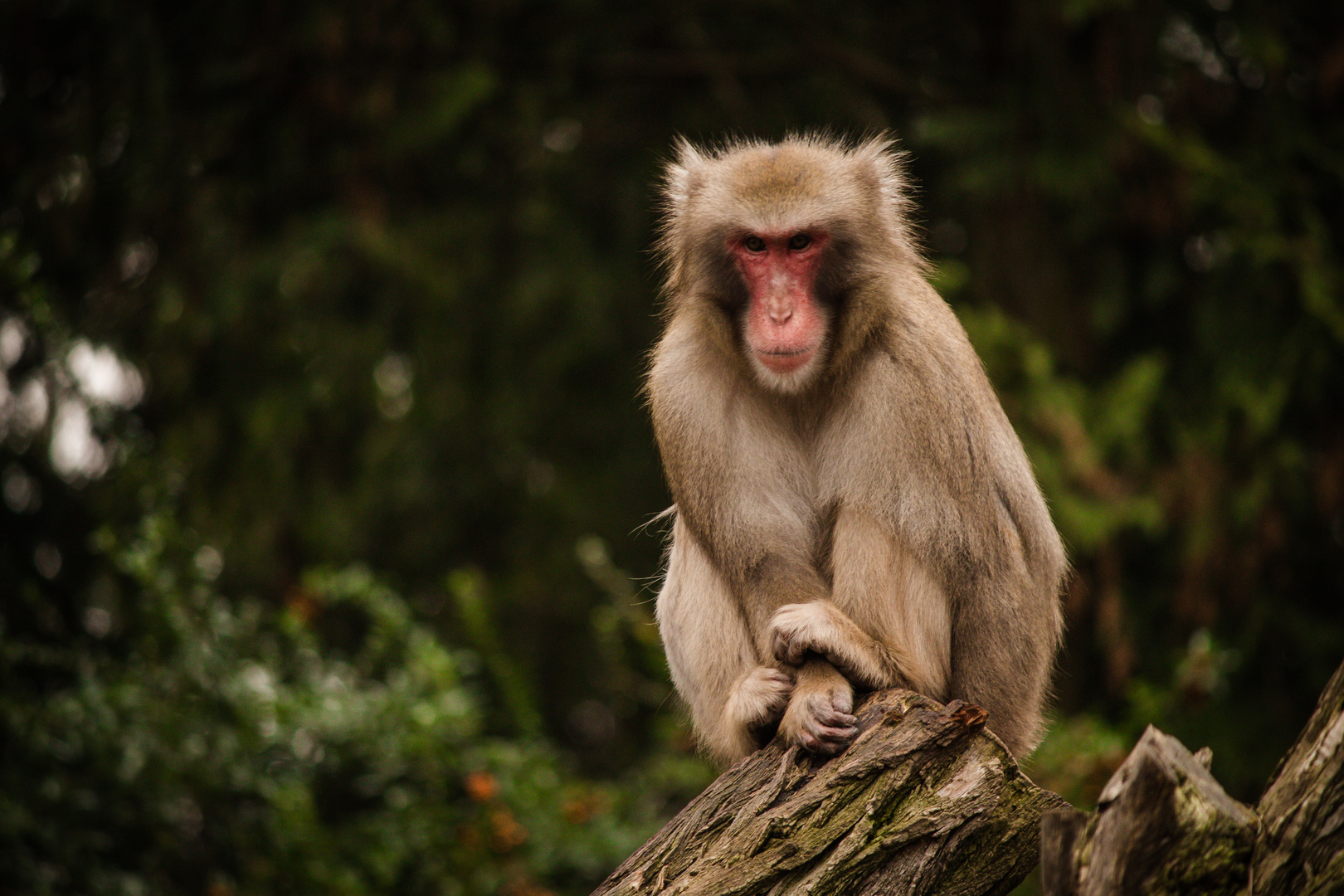 Wilhelma Stuttgart - Monkey