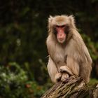 Wilhelma Stuttgart - Monkey