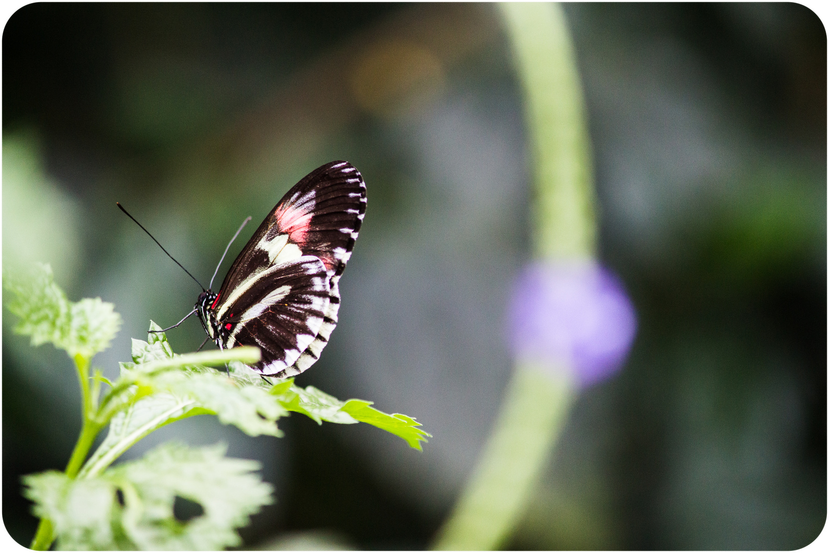 Wilhelma Stuttgart - Schmetterling