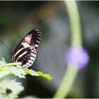 Wilhelma Stuttgart - Schmetterling