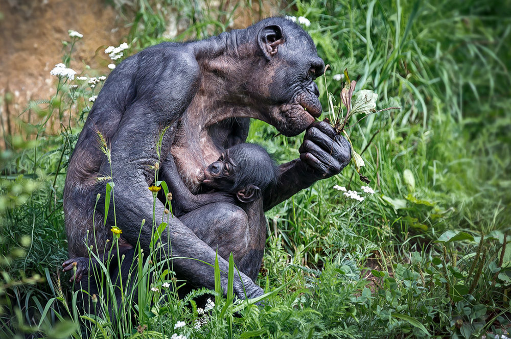 Wilhelma ... XI .... Bonobo (Pan paniscus)