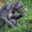 Wilhelma ... XI .... Bonobo (Pan paniscus)