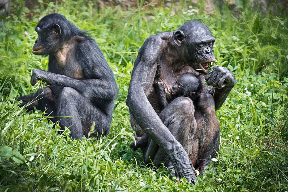 Wilhelma ... XII .... Bonobo (Pan paniscus)