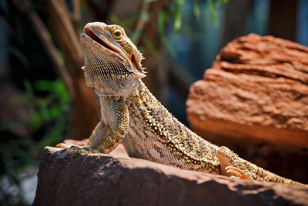 Wilhelma ... XIII ... Bartagame (Amphibolurus vitticeps)