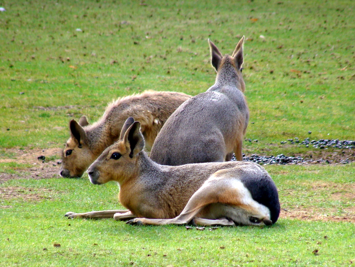 Wilhelma Zoo