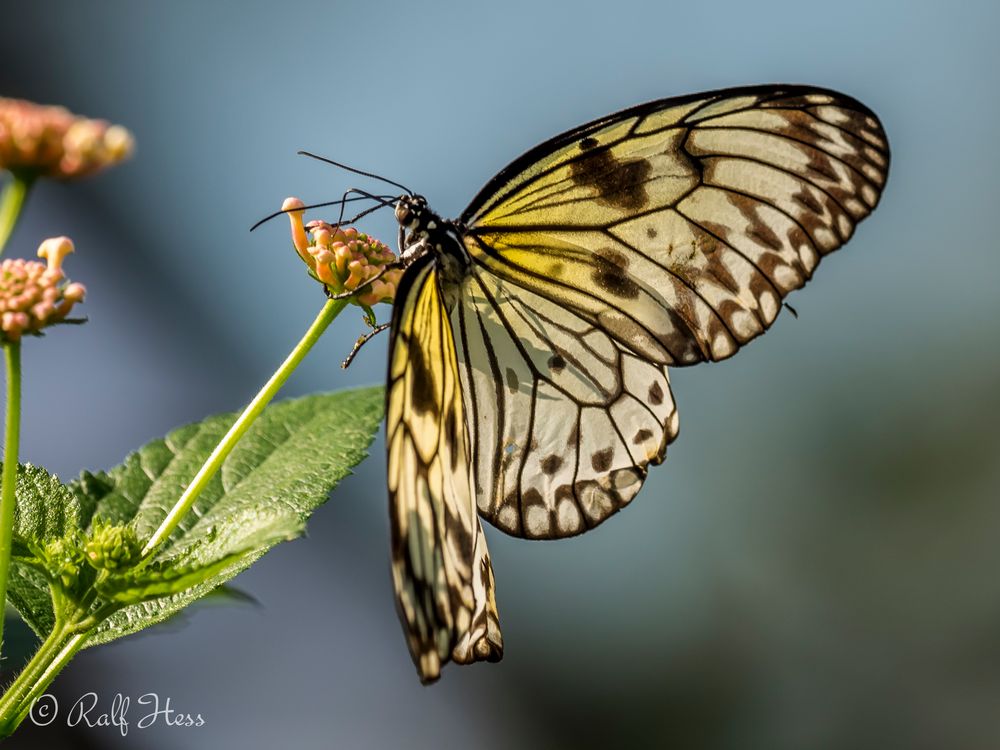 Wilhelmabesuch 8