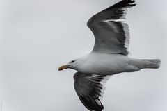 Wilhelmina Bay - Dominikanermöwe