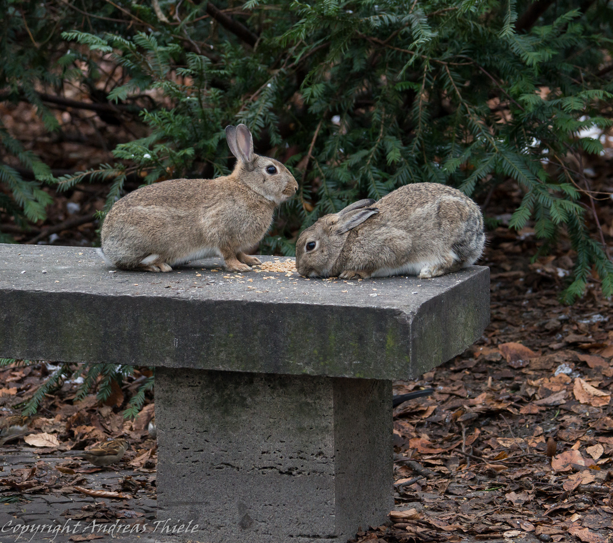 Wilkaninchen haben die Bank erobert ;)