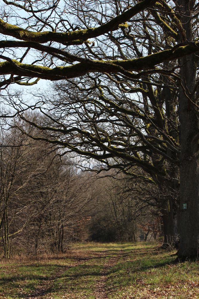 Wilkommen im Märchenwald