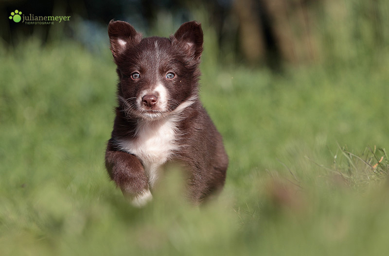 Will Border Collie werden