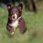 Will Border Collie werden