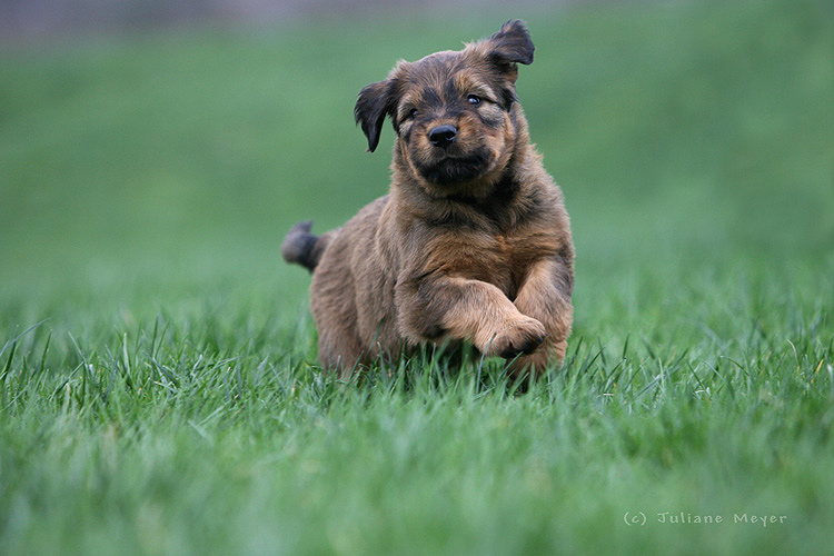 Will Briard werden...