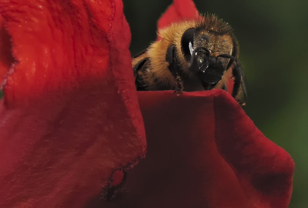 Will da jemand in meine Blüte?