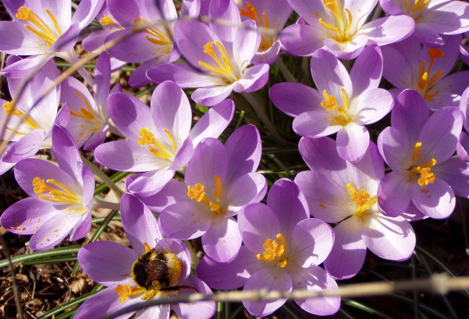 Will der Frühling....