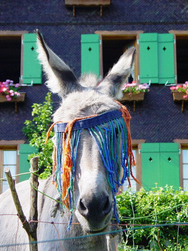 Will der wohl an die Fasnacht