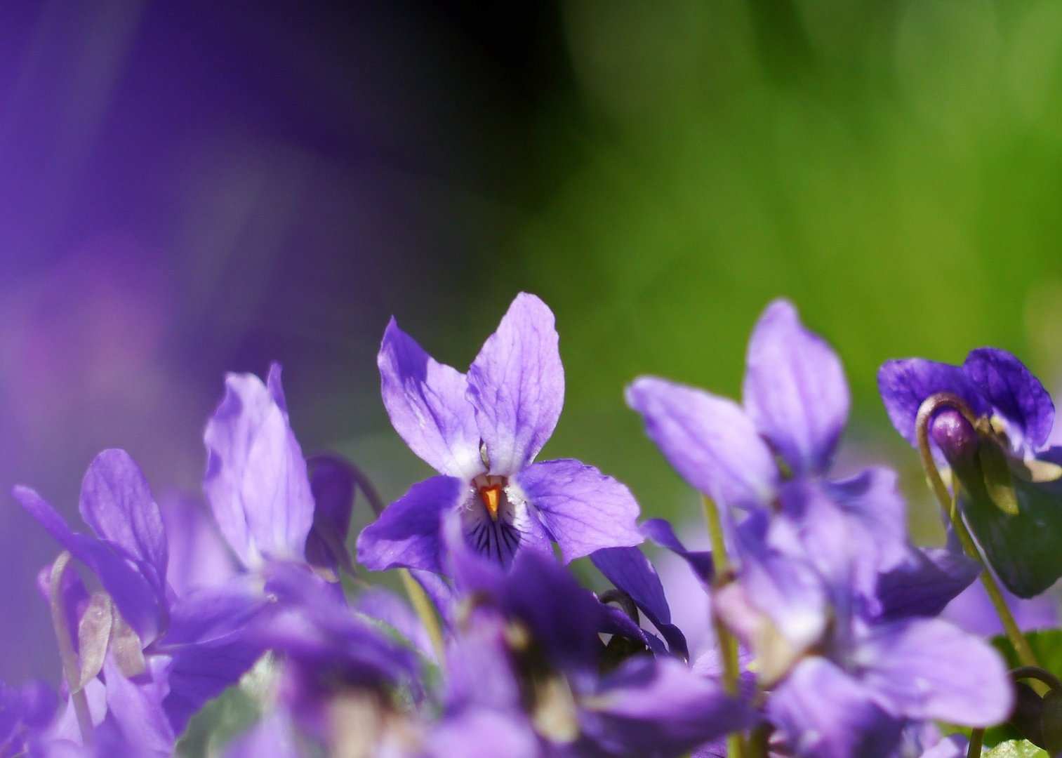 Will dir den Frühling zeigen