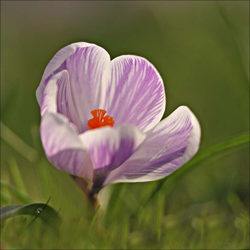 *Will dir den Frühling zeigen ...*