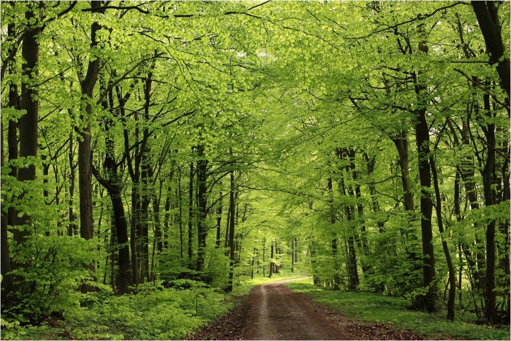 Will dir den Frühling zeigen