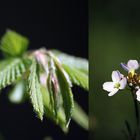 will dir den frühling zeigen....