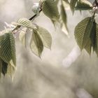 Will Dir den Frühling zeigen ...